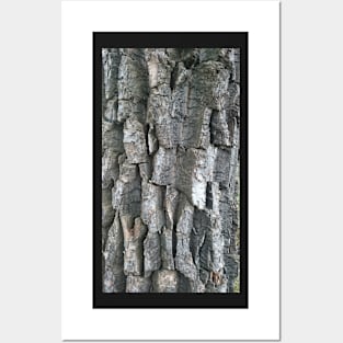 Cottonwood Bark Posters and Art